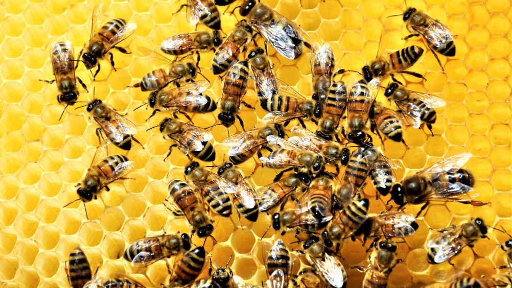 Creds: FreePik - Closeup shot of a group of bees creating a honeybee full of honey after honeybee vaccine news